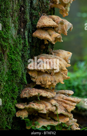 Ripiano di zolfo funghi closeup su albero di quercia Foto Stock