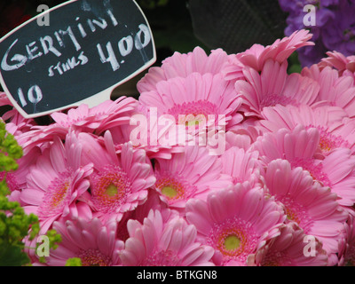 Gerbera margherite per la vendita nel mercato dei fiori di Amsterdam Foto Stock