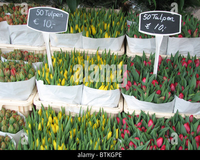 I tulipani in vendita nel mercato dei fiori di Amsterdam Foto Stock