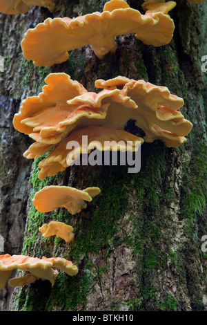 Ripiano di zolfo funghi closeup su albero di quercia Foto Stock