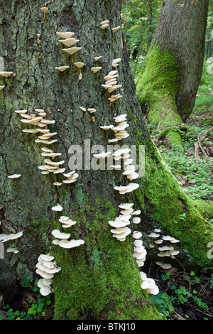 Grande albero di abete un sacco bianco di funghi e accanto il vecchio abete rosso dietro Foto Stock
