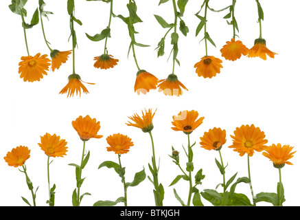 I fiori isolati di calendula Foto Stock