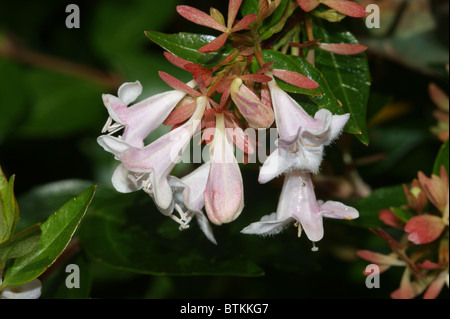 Abelia x grandiflora Foto Stock