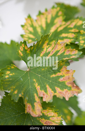 Buckland Sweetwater foglia di vite in autunno Foto Stock