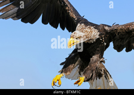 Sbarco di pesce africano Eagle, Haliaeetus vocifer Foto Stock