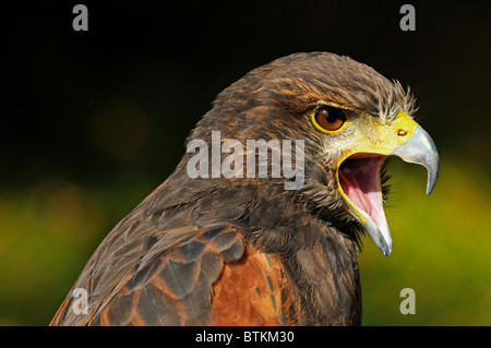 Urlando bay-winged hawk, parabuteo unicinctus Foto Stock