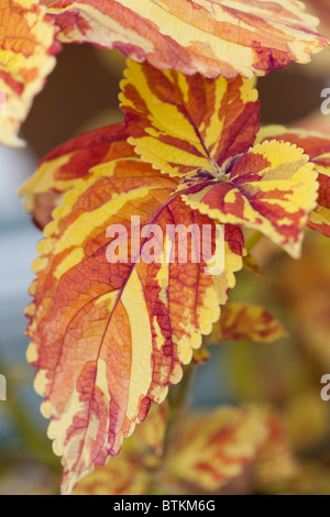 Vista ravvicinata della splendida Coleus 'Freckles' Foto Stock