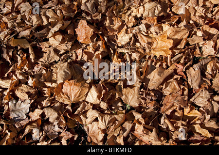 Nero caduto foglie di acero sul suolo della foresta Acer nigrum Michigan STATI UNITI Foto Stock