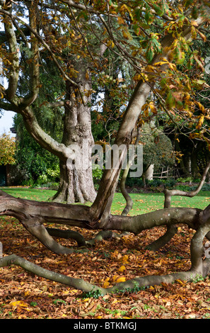 Horse Chestnut Tree (Aesculus hippocastanum) in autunno Foto Stock
