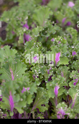 Giovani Kamome Red Rouge kale piante Foto Stock