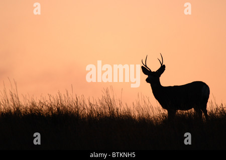 Un mulo cervo buck stagliano contro il Sud Dakota skyline al tramonto. Foto Stock