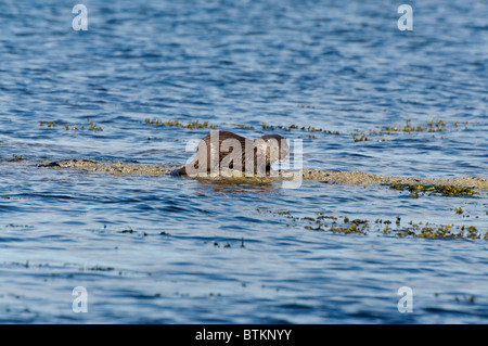 Cucciolo di lontra di mare Foto Stock