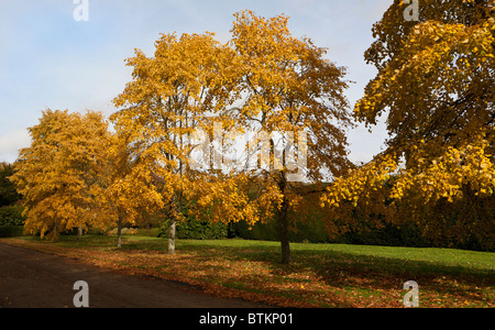 Pianto albero di Lime d'argento (Tilia tomentosa 'Petiolaris') in autunno nel Regno Unito Foto Stock