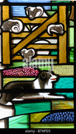 L'Inglese moderno vetrata nella chiesa dello Yorkshire, Inghilterra, raffiguranti sheepdog e ovini Foto Stock