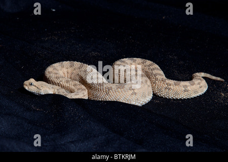Captive hornless horn-naso viper snake Foto Stock