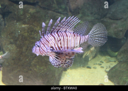 Red Lion pesci / pterois volitans Foto Stock