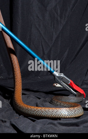 Captive taipan papua snake Foto Stock