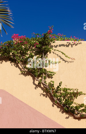 Bouganvillea (nome scientifico: Bougainvillea Glabra) salire la parete. Creta, Grecia. Foto Stock
