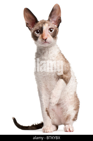 Cornish Rex gattino, 4 mesi di età, seduto di fronte a uno sfondo bianco Foto Stock