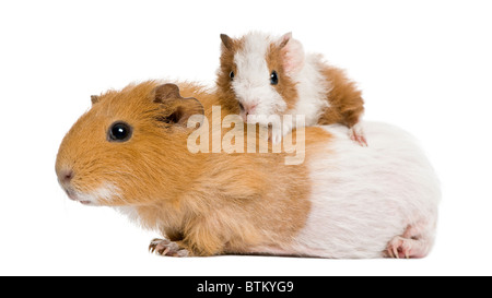 La cavia e il suo bambino di fronte a uno sfondo bianco Foto Stock