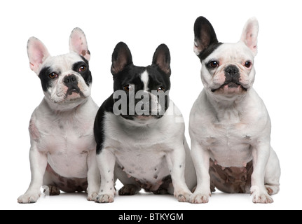 Gruppo di Bouledogue Francesi seduto davanti a uno sfondo bianco Foto Stock