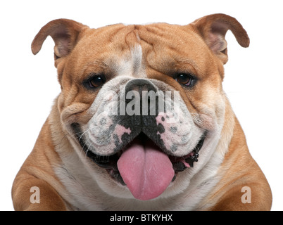 Close-up di Bulldog inglese, 18 mesi di età, di fronte a uno sfondo bianco Foto Stock