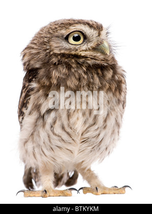 Piccolo gufo, 50 giorni, Athene noctua, in piedi di fronte a uno sfondo bianco Foto Stock