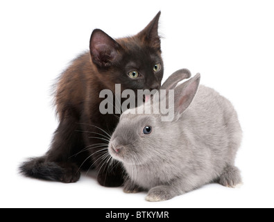 Gattino nero giocando con il coniglio di fronte a uno sfondo bianco Foto Stock
