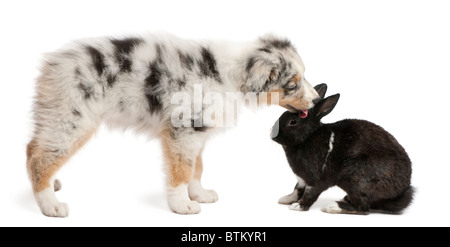 Blue Merle Australian Shepherd puppy cercando faccia a faccia con il coniglio, seduto di fronte a uno sfondo bianco Foto Stock