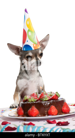 Chihuahua al tavolo indossando compleanno hat e guardando alla torta di compleanno di fronte a uno sfondo bianco Foto Stock