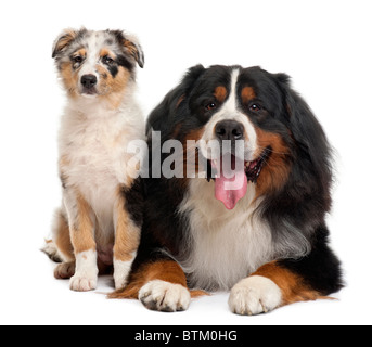 Bernese cani da montagna, 3 anni, seduto di fronte a uno sfondo bianco Foto Stock