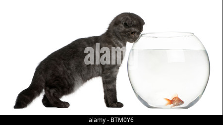 Scottish Fold gattino, 3 mesi di età, cercando in Goldfish Bowl davanti a uno sfondo bianco Foto Stock