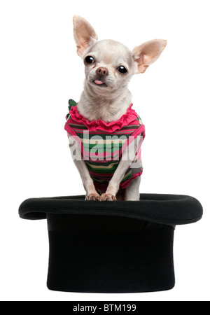 Chihuahua, 5 anni, vestito e seduto in top hat davanti a uno sfondo bianco Foto Stock