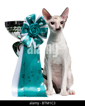 Cornish Rex cat, 7 mesi, seduto accanto al premio di fronte a uno sfondo bianco Foto Stock