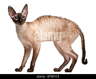 Cornish Rex cat, 14 mesi di età, in piedi di fronte a uno sfondo bianco Foto Stock