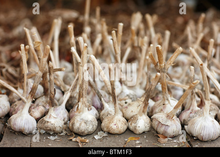 Produzione biologica l'aglio. Nome scientifico: Allium sativum. Foto Stock