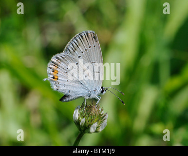 Corto-tailed blu (Everes argiades underwing). La Slovenia, Agosto. Foto Stock