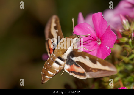 Pagliaccio Hawkmoth (Hyles galii) che si nutrono in volo su un fiore phlox. Foto Stock