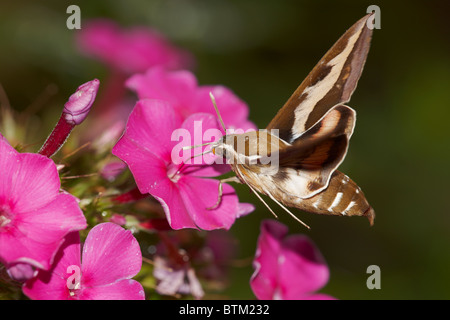 Pagliaccio Hawkmoth (Hyles galii) che si nutrono di un fiore phlox. Foto Stock