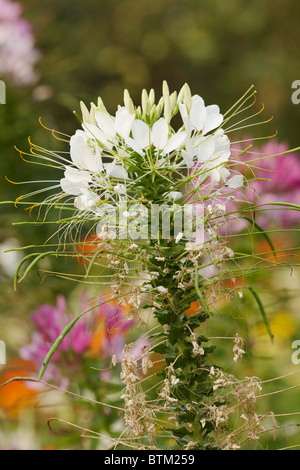 Cleome, o Spider fiore. Foto Stock