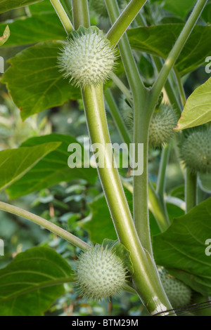 Roverella thorn apple, o Angelo tromba frutti. Nome scientifico: Datura metel. Foto Stock