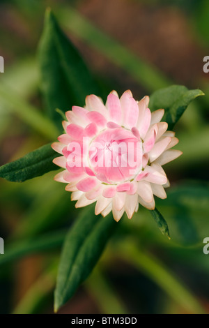 Uvularia. Nome scientifico: elicriso bracteata, o Helichrysum bracteatum. Foto Stock