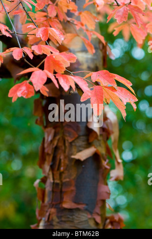 Autunno foglie colorate di Acer Griseum - Carta di corteccia di albero di acero Foto Stock