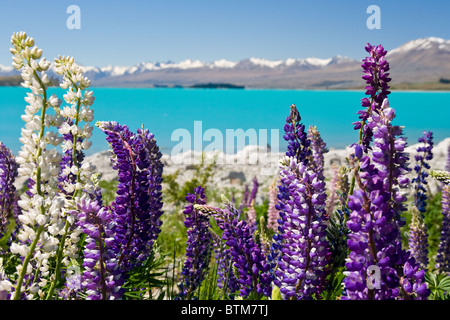 I lupini in primavera sostenuto dal Lago Tekapo Foto Stock