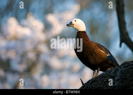 Paradiso femmina shelduck Tadorna variegata Foto Stock