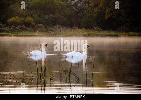 La mattina presto cigni su un lago nebbioso Foto Stock