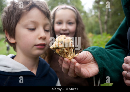 Armillaria mellea Bambini che foraggiano funghi selvatici, Abinger Roughs, Surrey, Inghilterra, Regno Unito Foto Stock