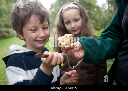 Armillaria mellea, Bambini che foraggiano funghi selvatici, Abinger Roughs, Surrey, Inghilterra, Regno Unito Foto Stock