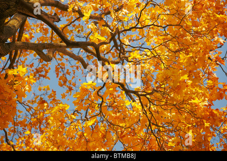 Albero di quercia in autunno colori. Foto Stock