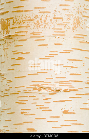 Il Kashmir birch (Betula utilis var. jacquemontii) close-up di corteccia autunno giardino Cambridgeshire England Regno Unito Europa Foto Stock